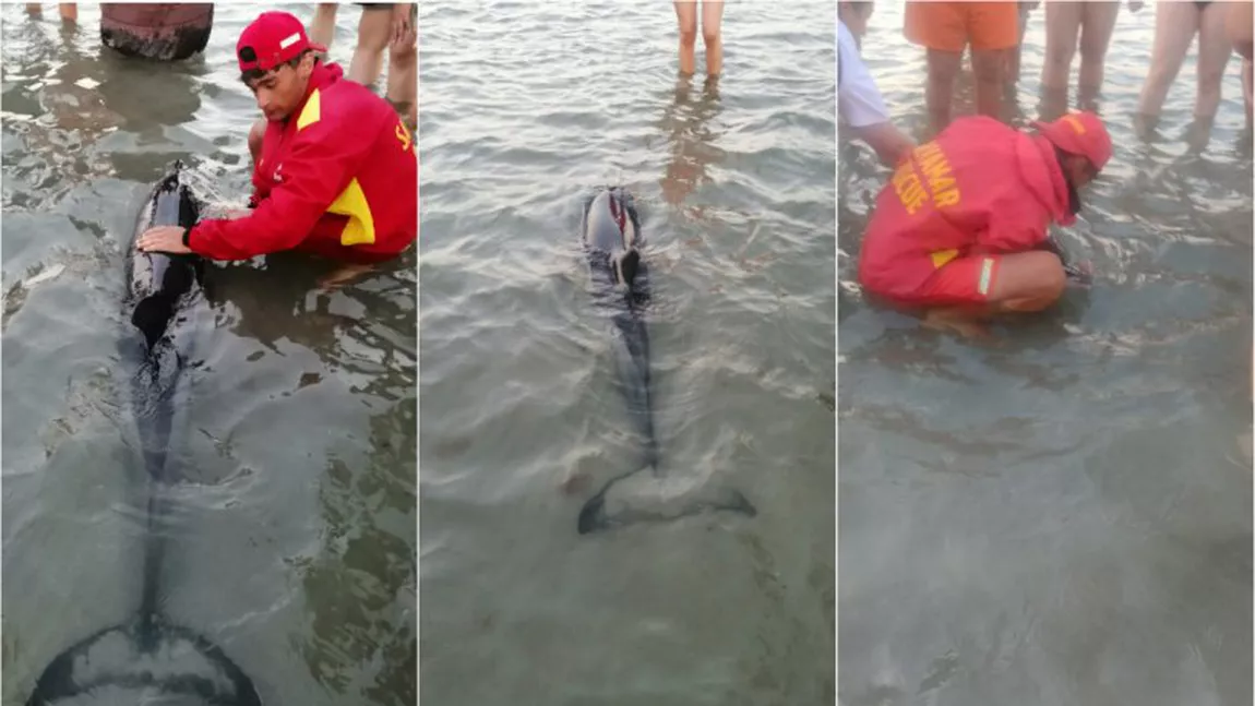 ISU împreună cu turiştii și salvamarii de la Mamaia au salvat un pui de delfin eşuat pe plajă