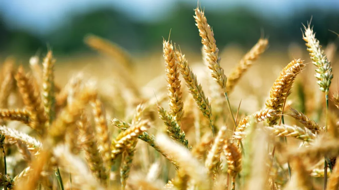 Producţia de grâu a UE va fi mai mică, dar exporturile de grâu ale comunității vor atinge un nivel record