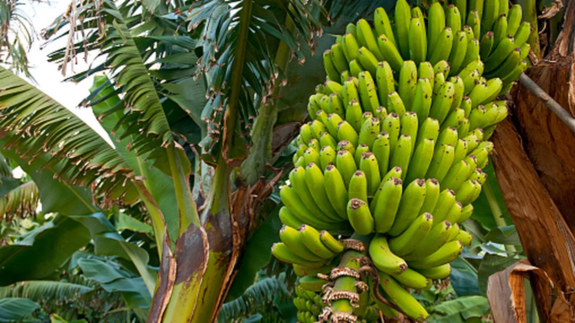Românii cultivă banani din cauza temperaturilor tot mai ridicate. Ce transmit producătorii