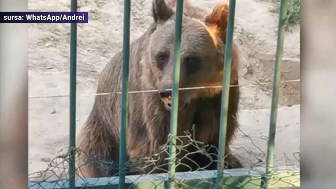 Urși slabi și triști, lei fără apă și un cal rănit la Zoo Galați. Cum se apără conducerea