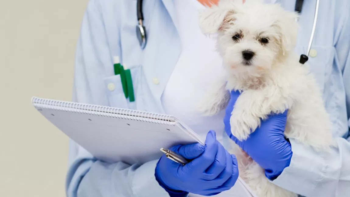 Tratament pentru combaterea vărsăturilor la câini. Când să îți duci prietenul blănos la veterinar?