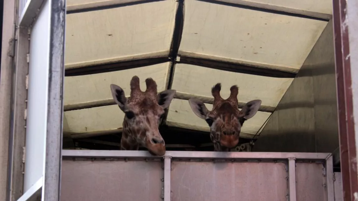 Grădina Zoologică din Târgu Mureş are singurele girafe din România. Pumkin şi Kamala au ajuns după un drum lung din Suedia