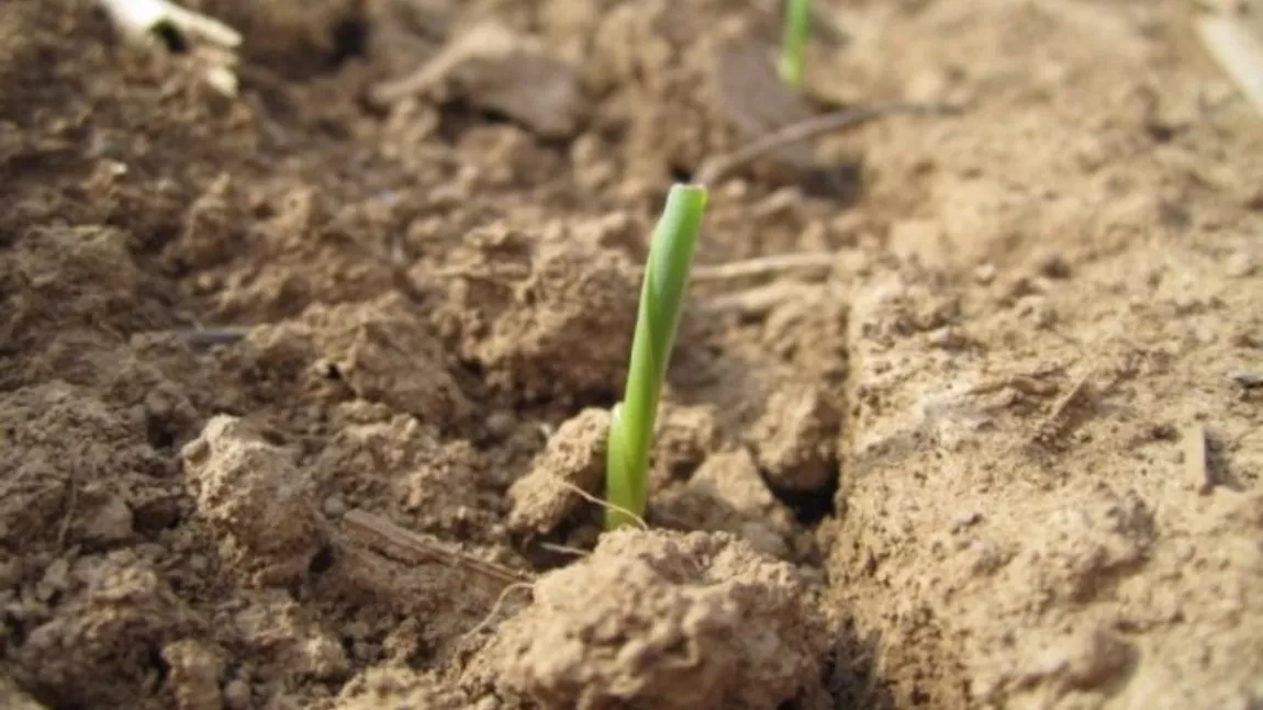 În cât timp răsare porumbul. Metoda prin care poți accelera germinația