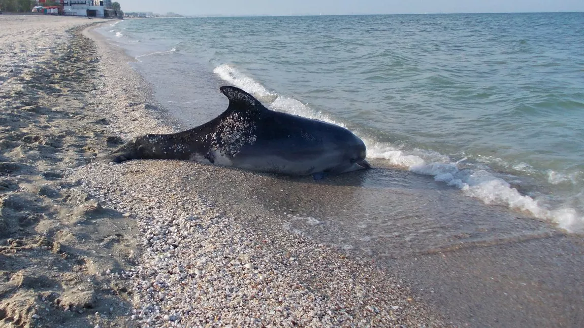 Peste 120 de delfini, găsiți morți în Marea Neagră din cauza utilizării sonarelor de către navele rusești