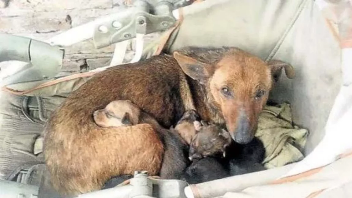 O cățelușă fără stăpân a salvat un bebeluș abandonat. Patrupedul l-a protejat ca și cum ar fi fost puiul ei