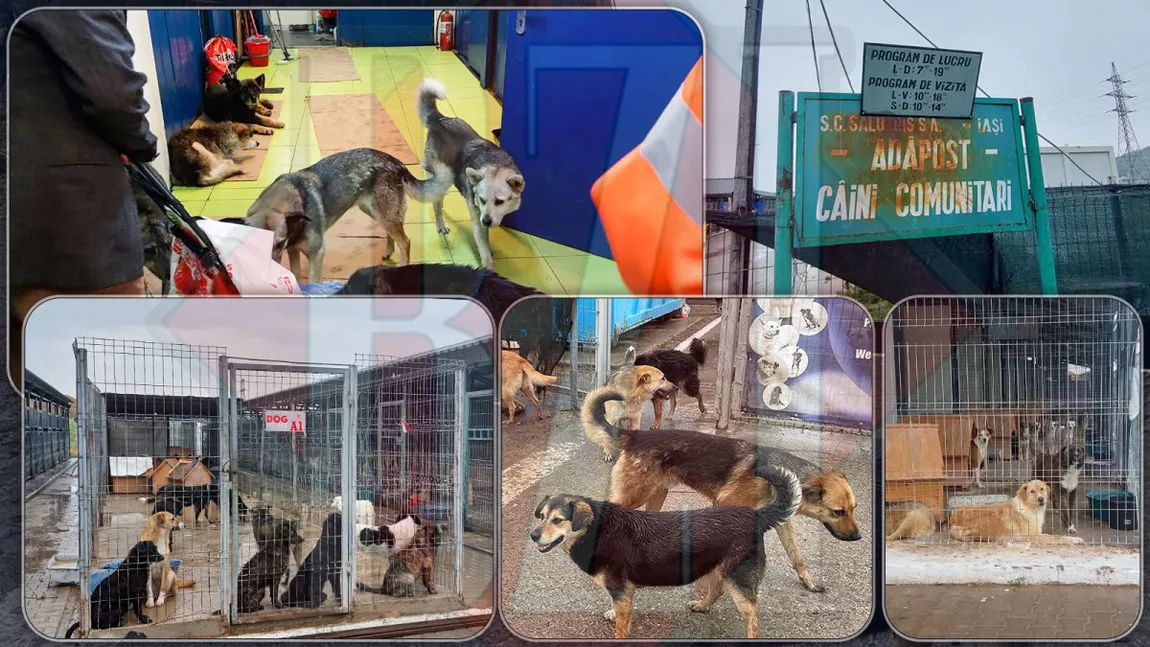 Numărul câinilor de la padocul din Tomești a crescut substanțial. Sute de animale abandonate ajung la adăpost, iar cetățenii nu sunt interesați să adopte. „Avem aproximativ 1.400 de câini” - FOTO