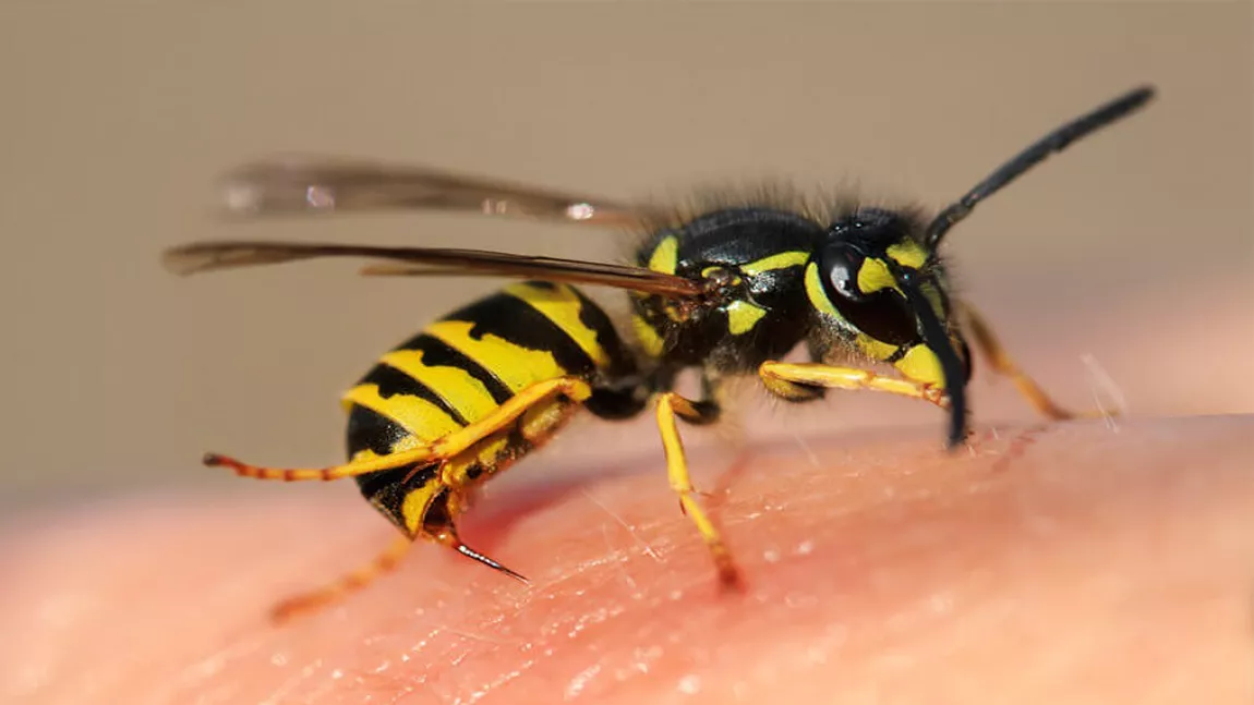 Ce faci când te înțeapă o viespe? Cum să gestionezi situația eficient?