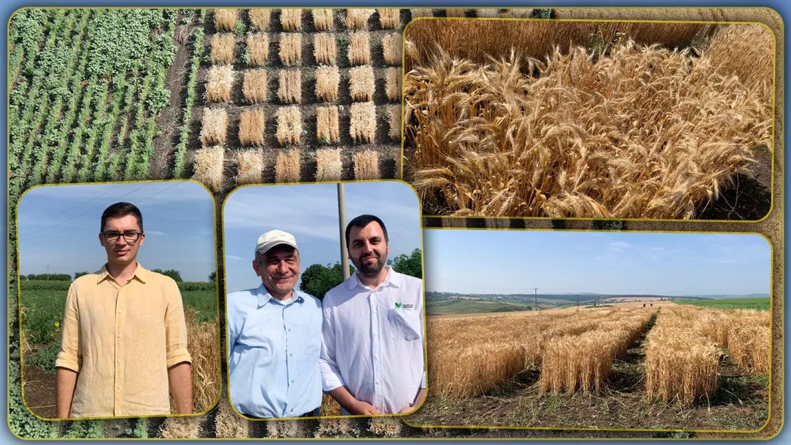 Aproape 400 de soiuri de grâu pe un singur teren agricol: „Este considerat părintele cerealei pe care fermierii o cultivă” - GALERIE FOTO/VIDEO