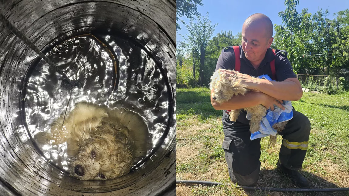 Intervenție cu final fericit! Pompierii ieșeni au salvat un câine căzut într-o fântână din Golăiești - FOTO, VIDEO