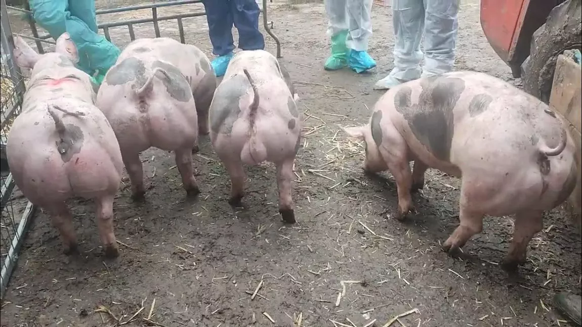 Rasa de porci pietrain, o rasă de porci cu puțină grăsime