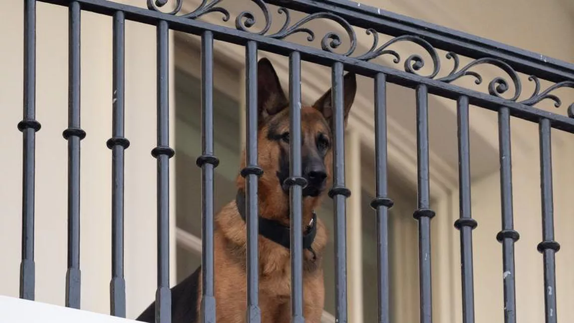 Commander, câinele familiei Biden care a mușcat 11 agenți de la Serviciile Secrete, a părăsit Casa Albă
