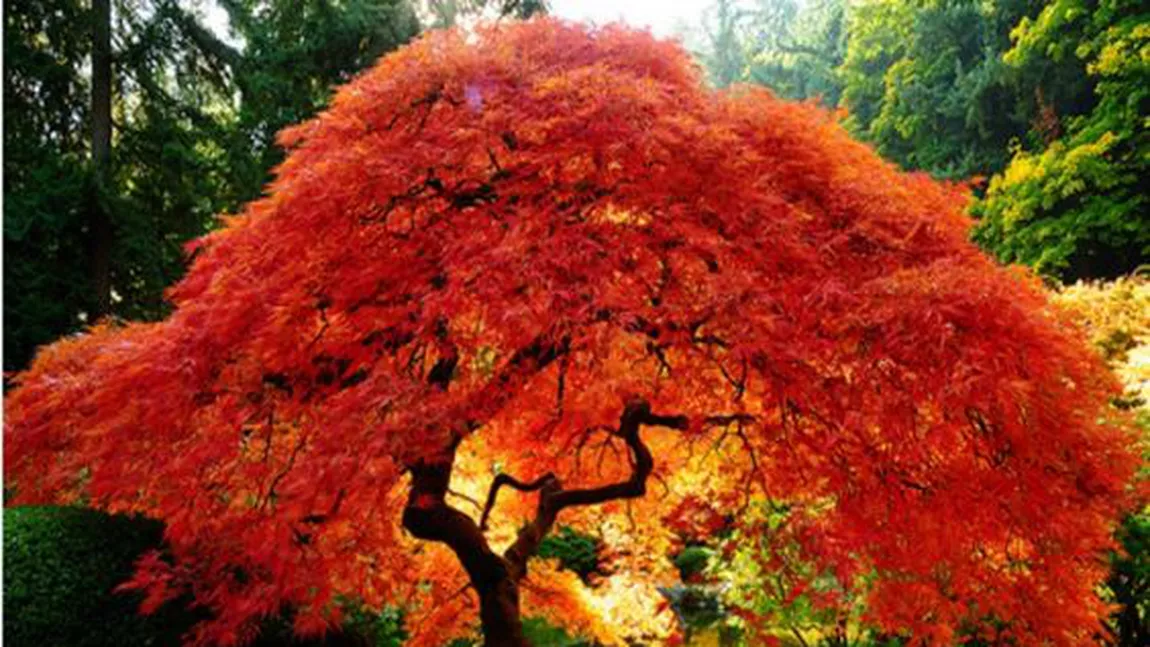 Cum să plantezi în mod corect un arțar japonez. Acest copac spectaculos nu este deloc pretențios