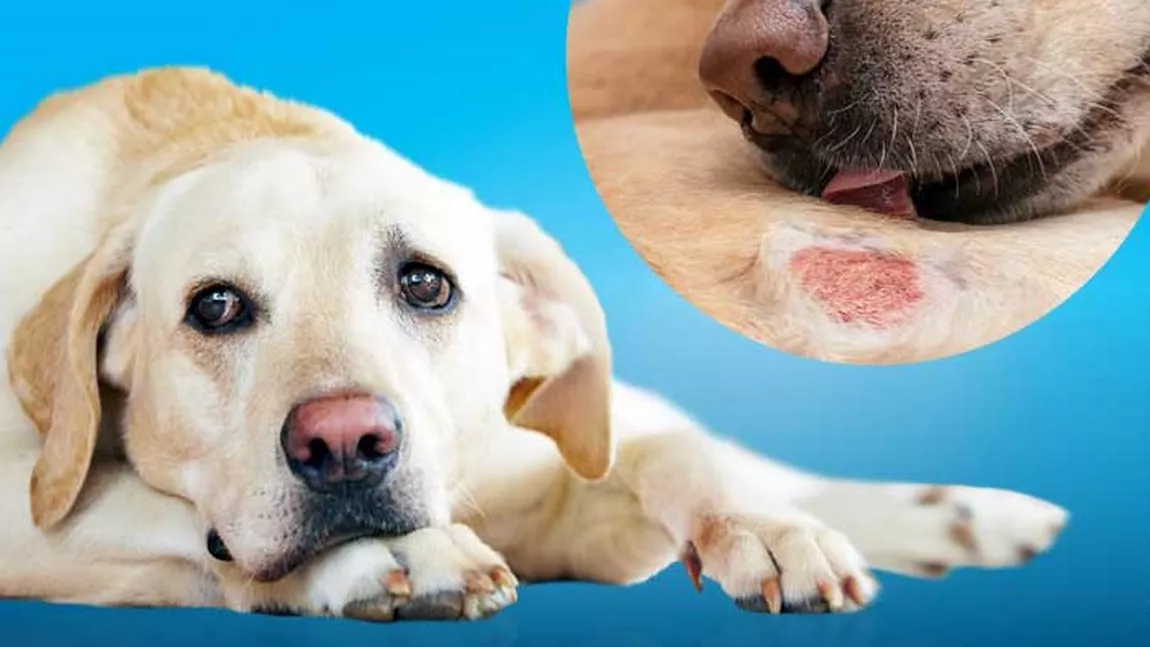 Cele mai frecvente boli de piele la câini - POZE