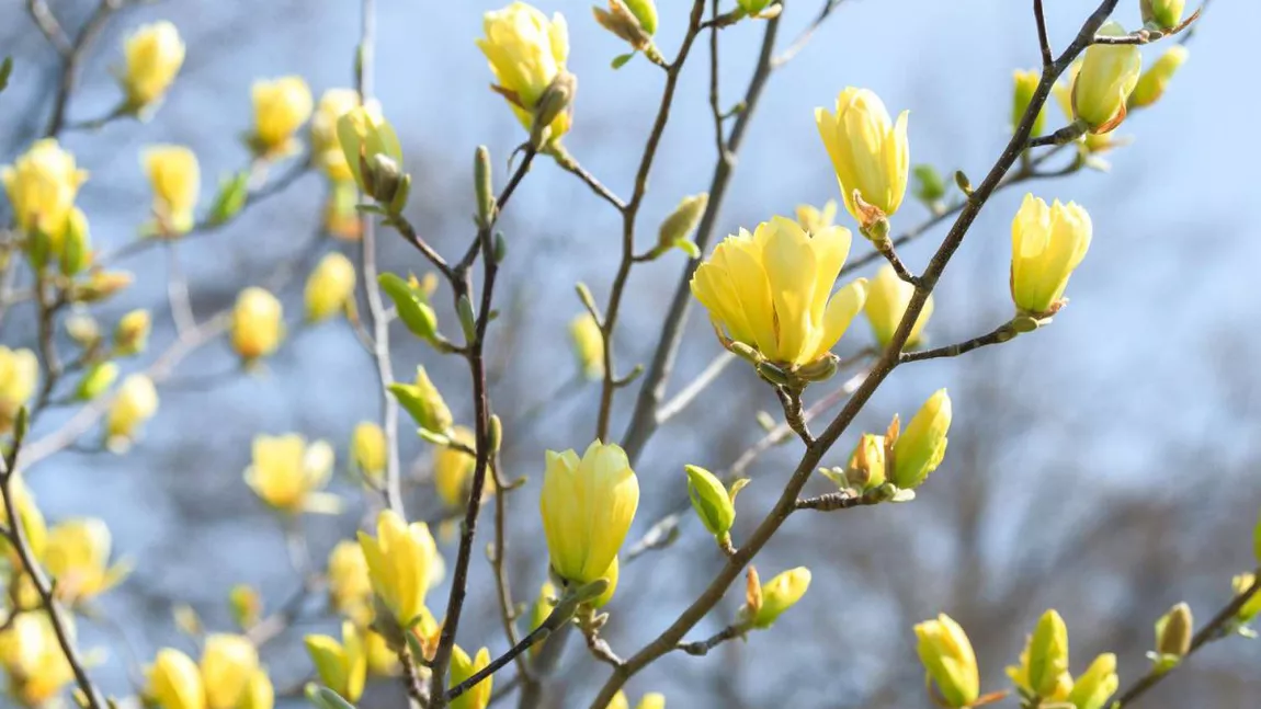 Cele mai frumoase varietăți de magnolie galbenă. Planta care îți va inunda grădina de un parfum plăcut inconfundabil