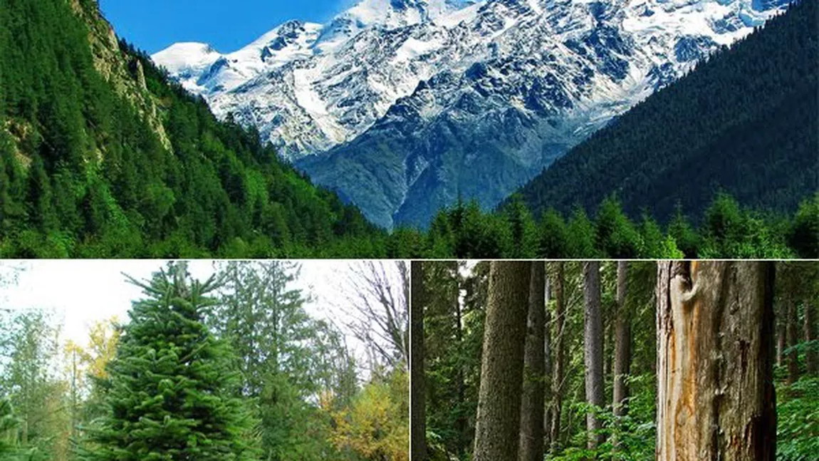 Iată toate informațiile despre pădurile de conifere! Unde se găsesc și ce animale se află în ele