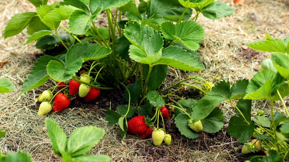 Când se plantează un răsad de căpșuni? Cum să îngrijești de acestea pentru a avea parte de o roadă bogată