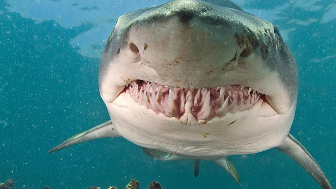 De ce este supranumit rechinul alb ucigașul mărilor?