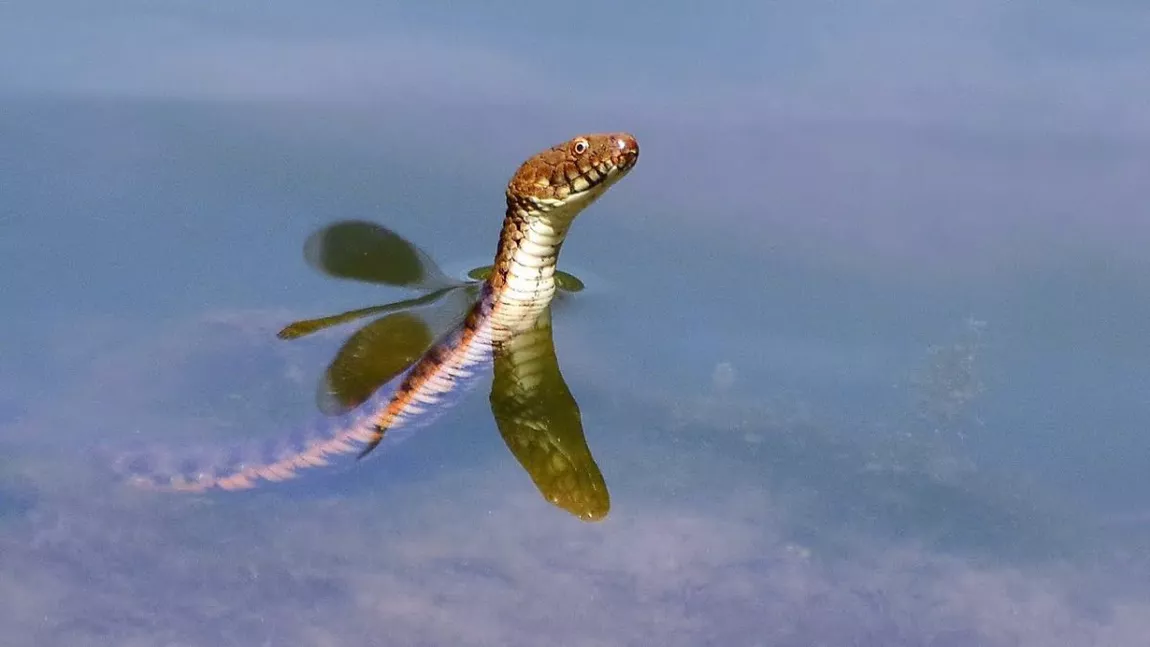 Șarpele de apă, o specie protejată de lege în România - FOTO