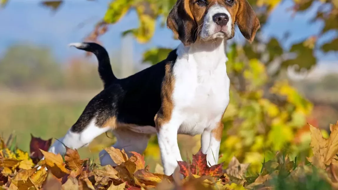 Cum îngrijim câinele Beagle? Sfaturi pentru un animal sănătos