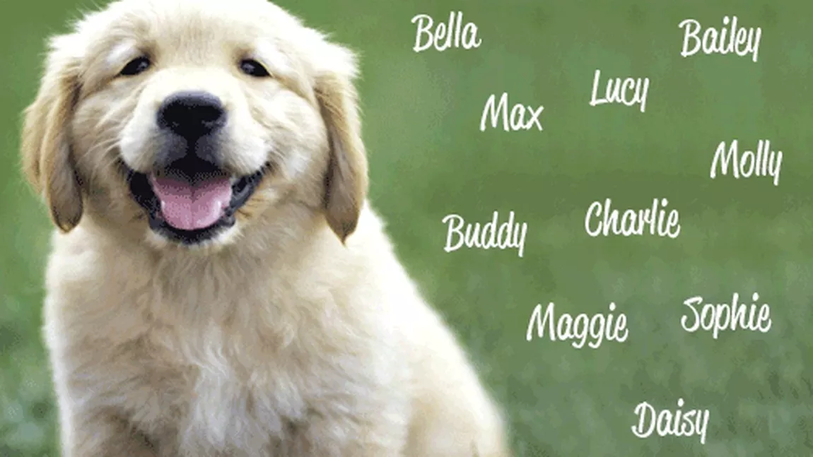 Care sunt cele mai frumoase nume de câini masculi?
