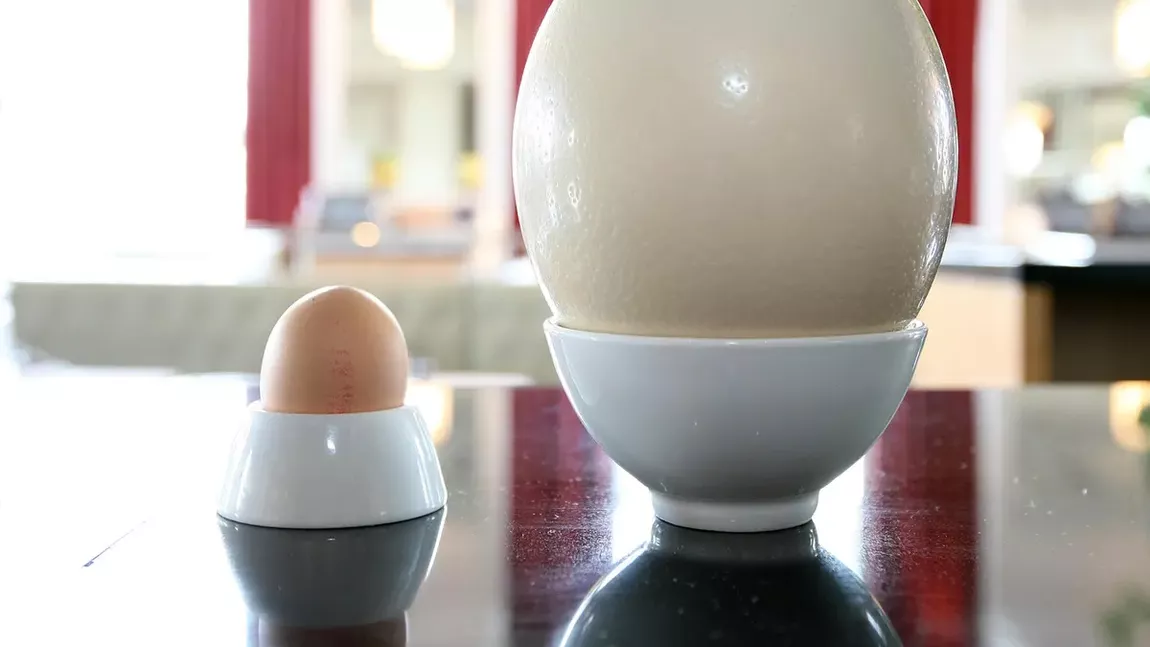 Este recomandat consumul ouălor de struț? De ce mulți le evită