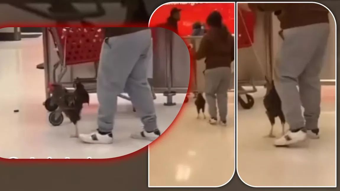 O ieșeancă a făcut senzație pe TikTok cu animalul său de companie! Cocoșul plimbat în lesă prin supermarket a întors toate privirile – FOTO/VIDEO