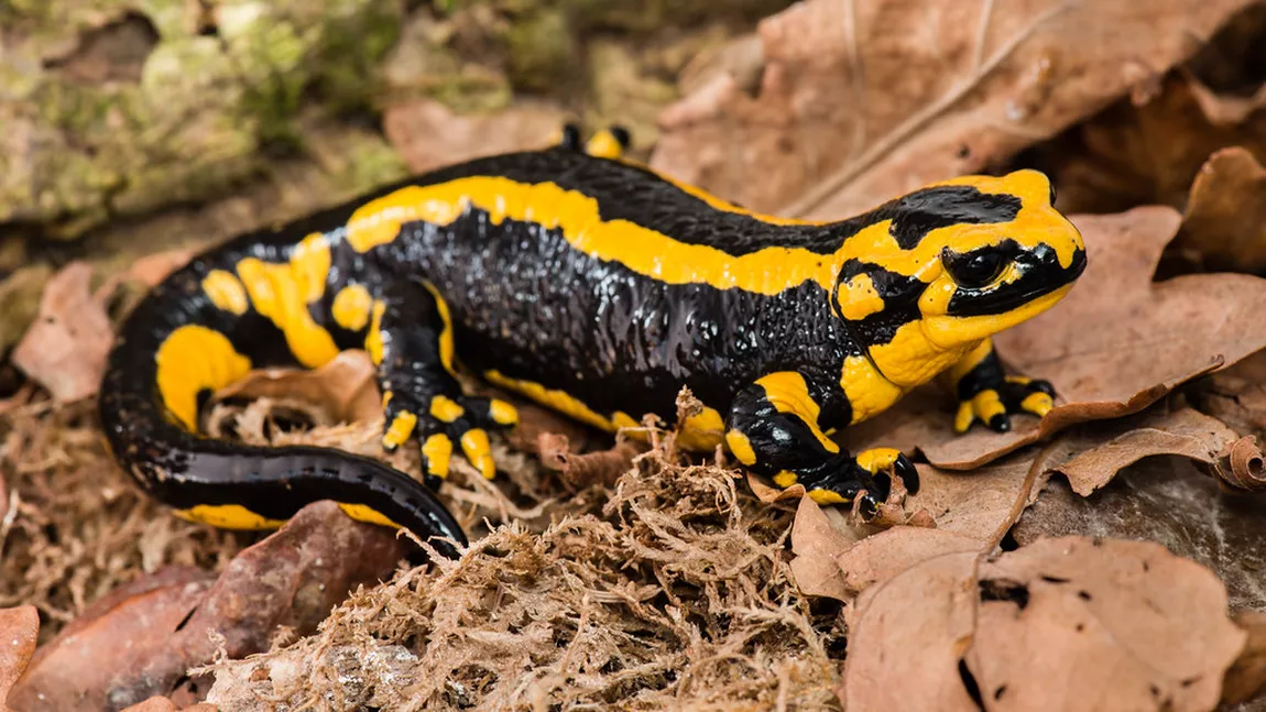 Salamandra de foc. Un amfibian ce poate fi adoptat ca animal de companie