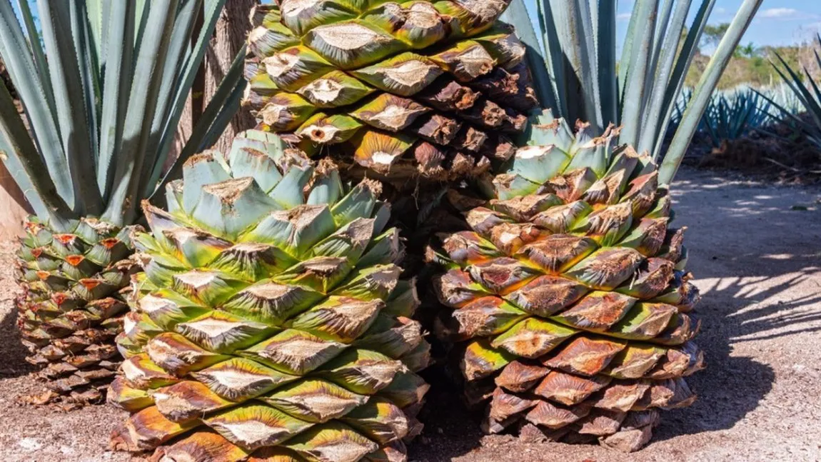 Este siropul de agave mai sănătos decât mierea sau zahărul? Ce se face din fructul de agave