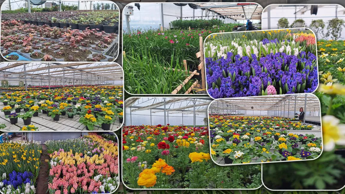 O firmă din Iași furnizează un milion de flori la Servicii Publice. Acestea vor fi plantate în oraș în perioada Paștelui - FOTO