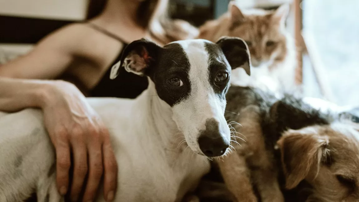Lege nouă pentru proprietarii de câini și pisici. Ce se întâmplă cu animalele fără stăpân