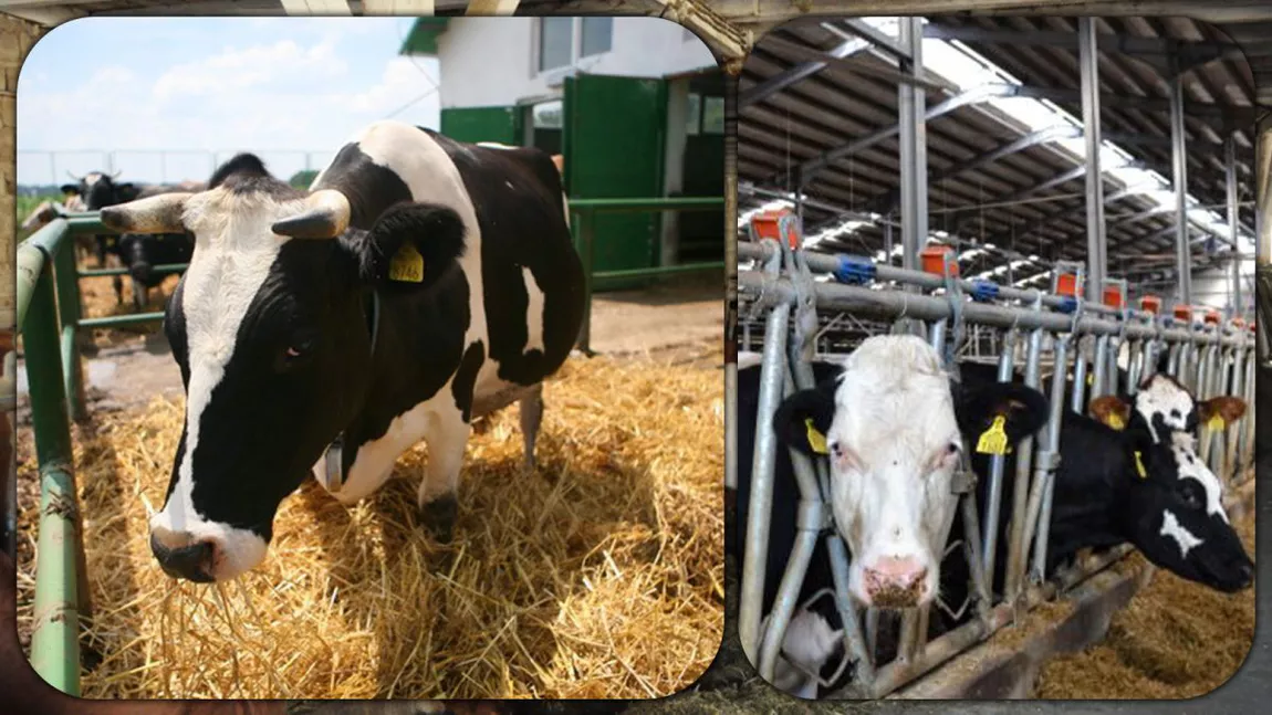 Crescătorii de bovine, din Iași, primesc subvenția de 100 de euro de la Agenția pentru Plăți și Intervenție în Agricultură