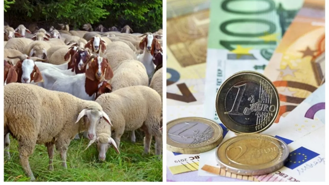 Câți bani poți primi dacă ai aceste animale în curte. Puțini români știu de ajutorul financiar