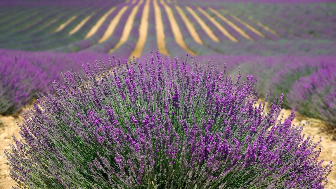 Când se plantează butașii de lavandă? Tot ce trebuie să știi despre cum să crești această plantă minune