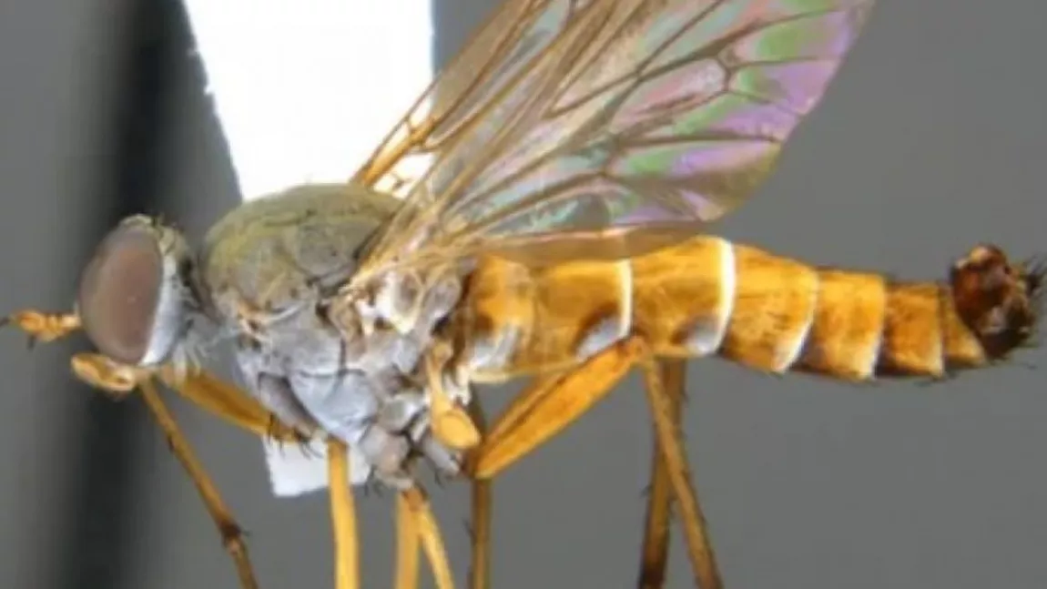 A fost descoperită o insectă care le dă fiori și cercetătorilor. Rinhatiana cracentis este supranumită și „musca cu toc”