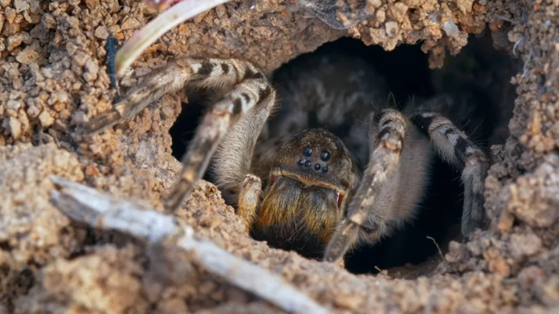 Tarantula românească, cel mai mare păianjen de la noi din țară