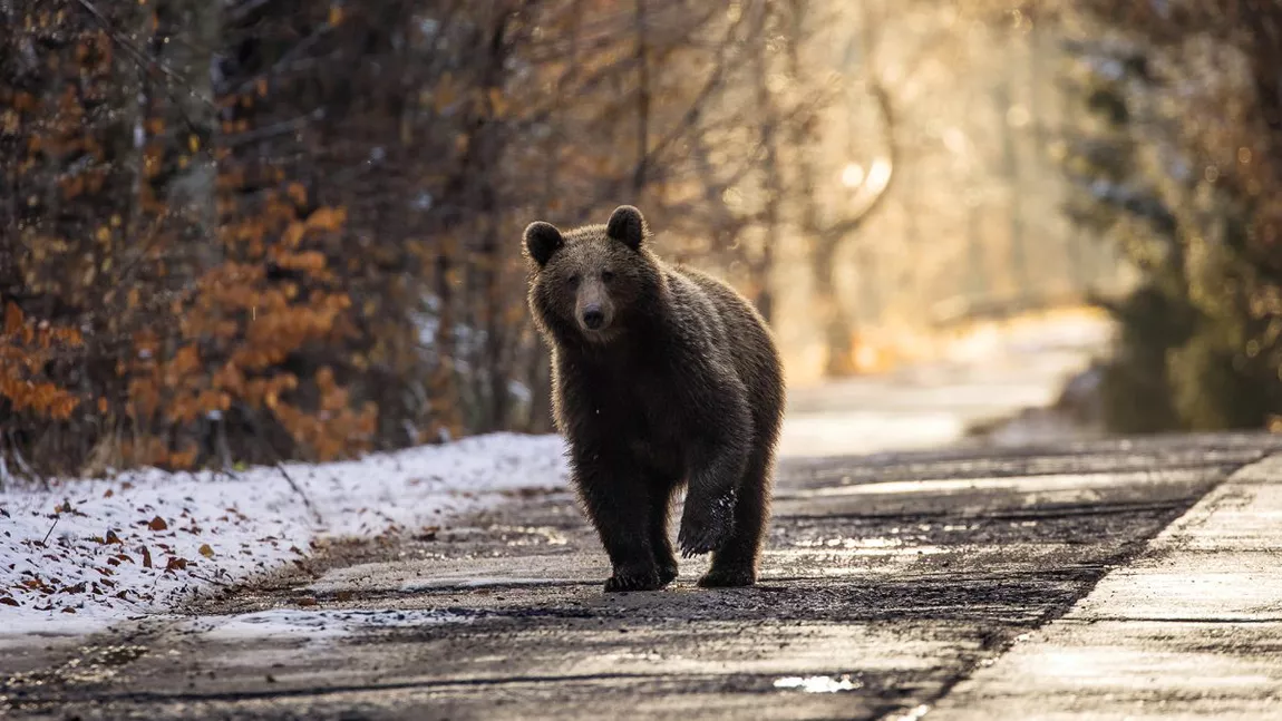 Alertă în mai multe orașe din România! Animalele sălbatice au ajuns aproape de locuitori: 