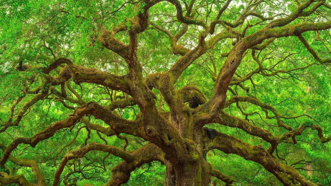 Scoarța de copac este un medicament natural despre care puțini știu! Ce beneficii are coaja de stejar
