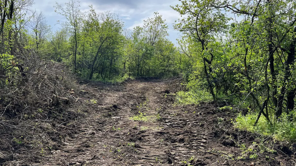 Garda de Mediu Iași a amendat proprietarul pădurii Căprița pentru tăierile ilegale de stejari. Acesta riscă și 5 ani de închisoare pentru distrugerea fondului forestier - FOTO