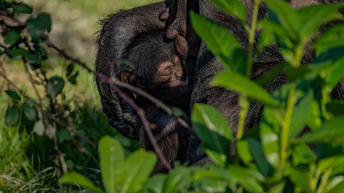 Imagini sfâșietoare de la grădina zoologică! O mamă cimpanzeu își jelește de luni de zile puiul - VIDEO