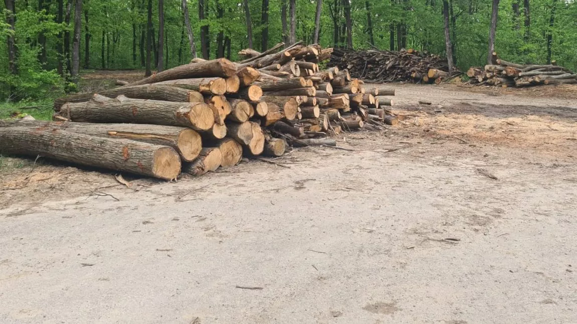 Direcția Silvică Iași taie sute de copaci marcați din păduri. Valoarea contractului este de câteva sute de mii de lei
