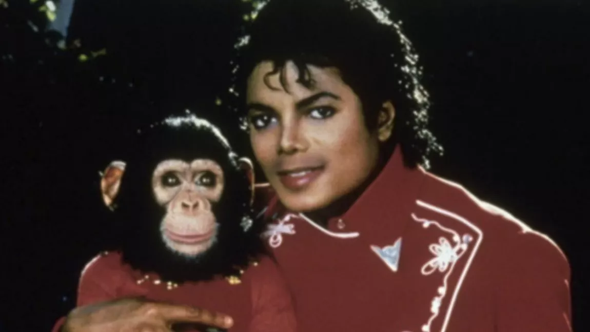 Cimpanzeul lui Michael Jackson încă trăiește! Bubbles este îngrijit din banii moșteniți de la marele artist