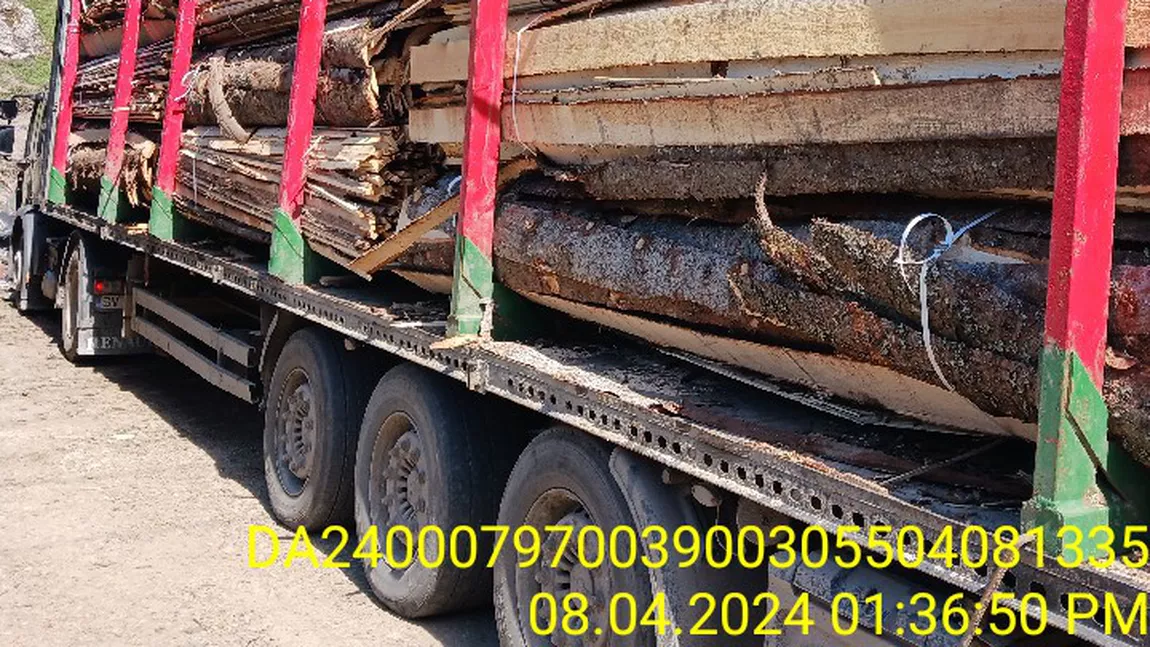 Confiscări de 13500 mc de materiale lemnoase în urma unui control efectuat de către Garda Forestieră Suceava la un operator economic din Broșteni