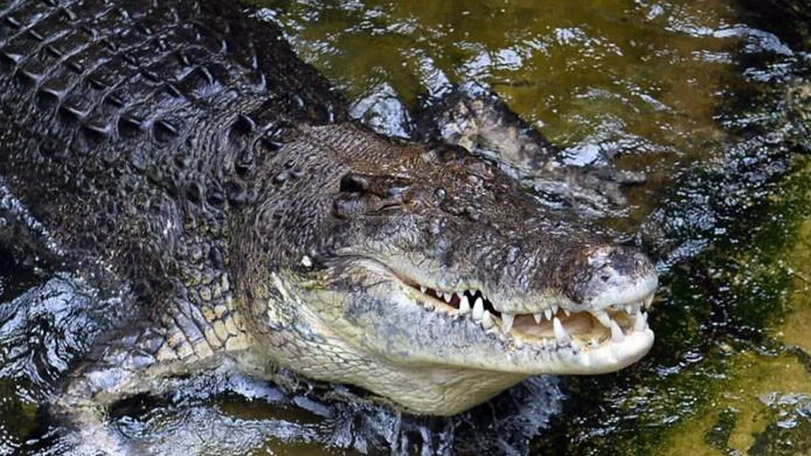 Povestea bărbatului care a mușcat un crocodil pentru a-și salva viața: 