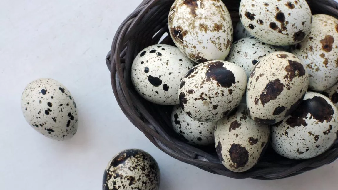 Ouă de prepeliță – Care sunt beneficiile acestora și cum le utilizăm în dieta zilnică?