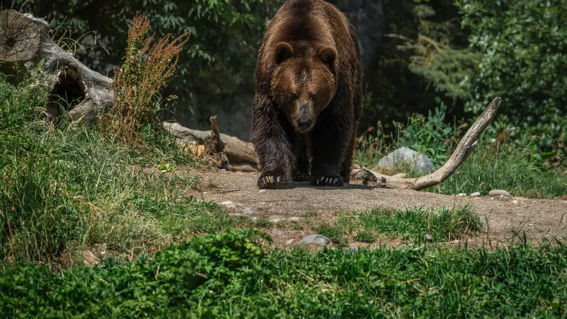 Detalii de ultimă oră privind ursul pe care italienii voiau să-l trimită în România! Animalul era considerat periculos