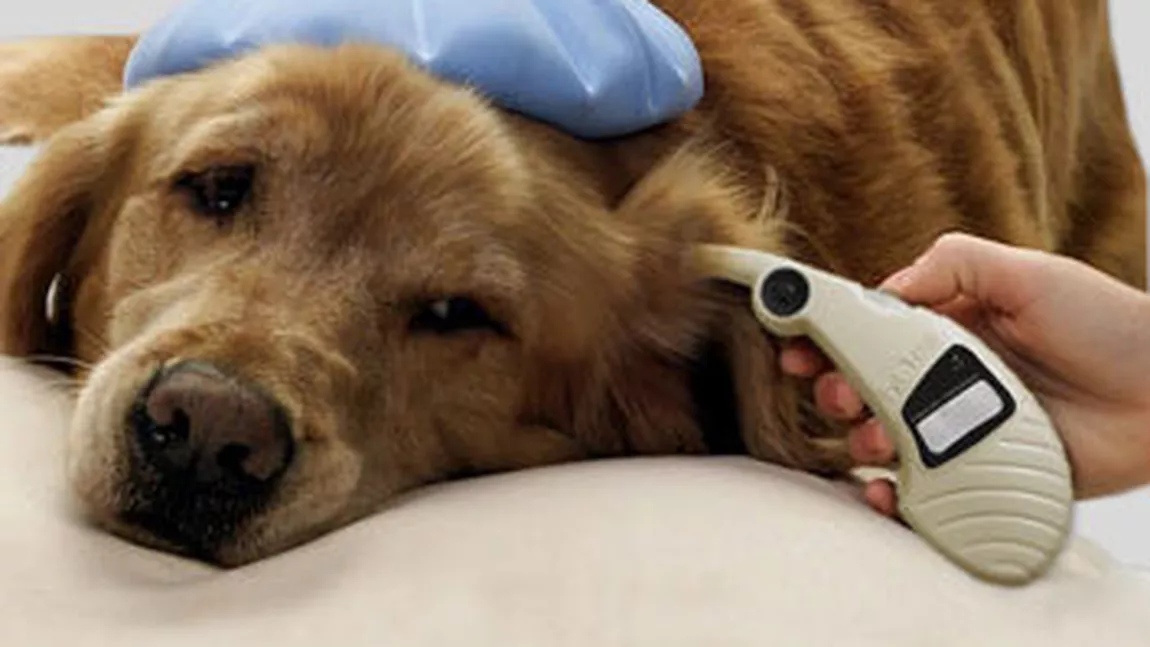 Temperatura corpului la câini: Ghid pentru monitorizarea și menținerea sănătății canine