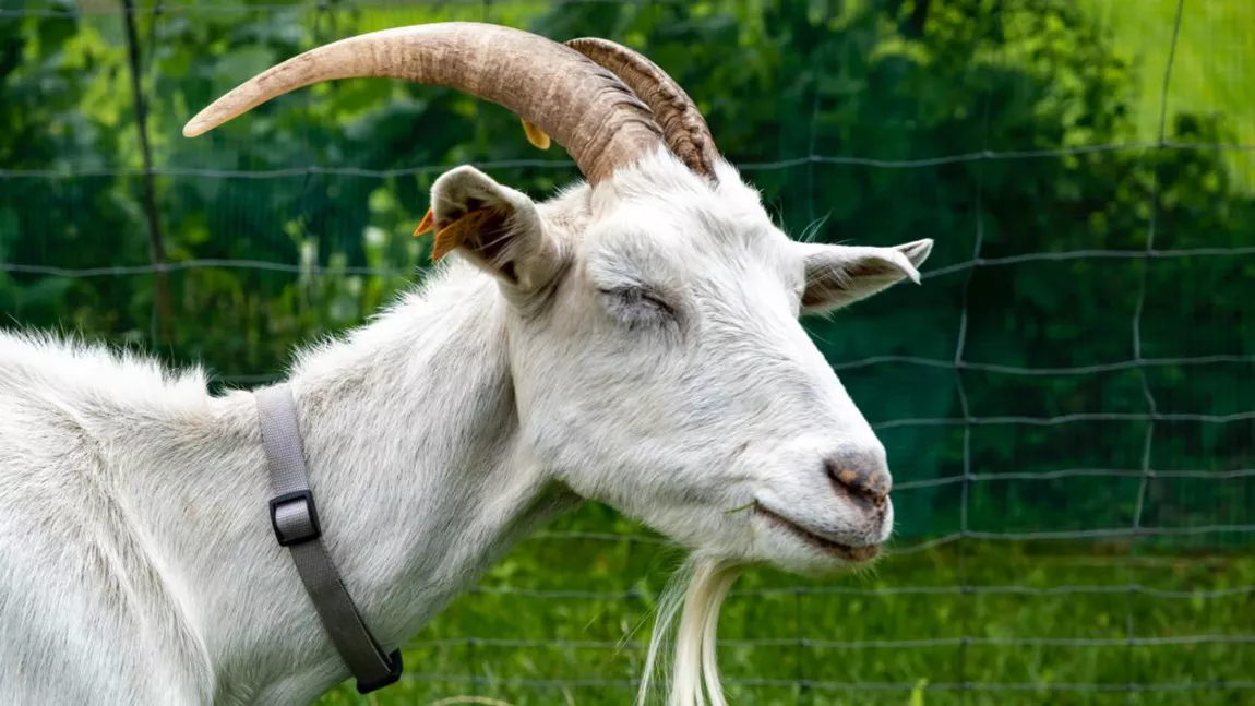 Ciuma caprei a pus pe jar Grecia! Mii de animale sunt testate. Ce se întâmplă
