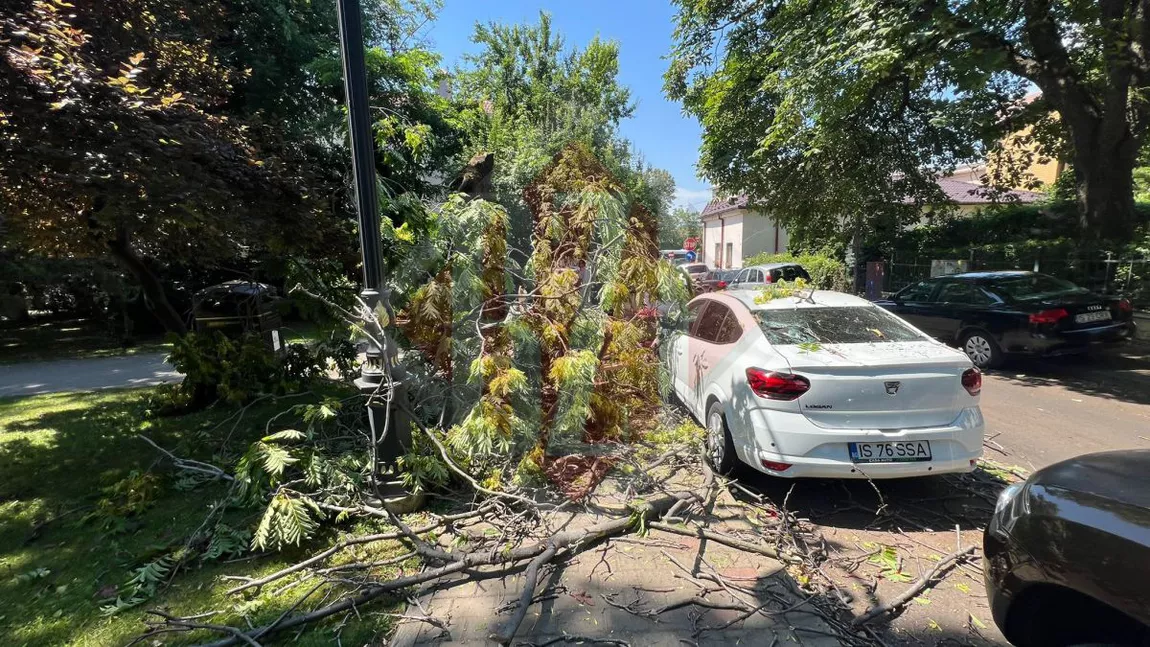 Incident în centrul Iașului! Un copac rupt a căzut peste un autoturism