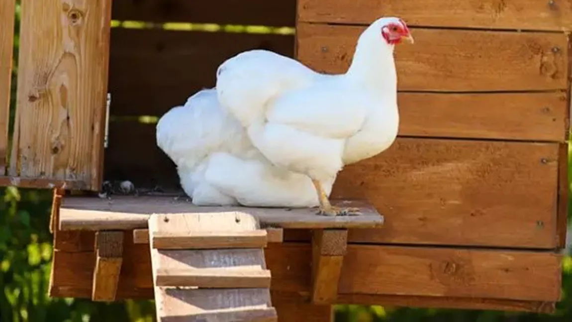 Cum să construiești un coteț de găini eficient
