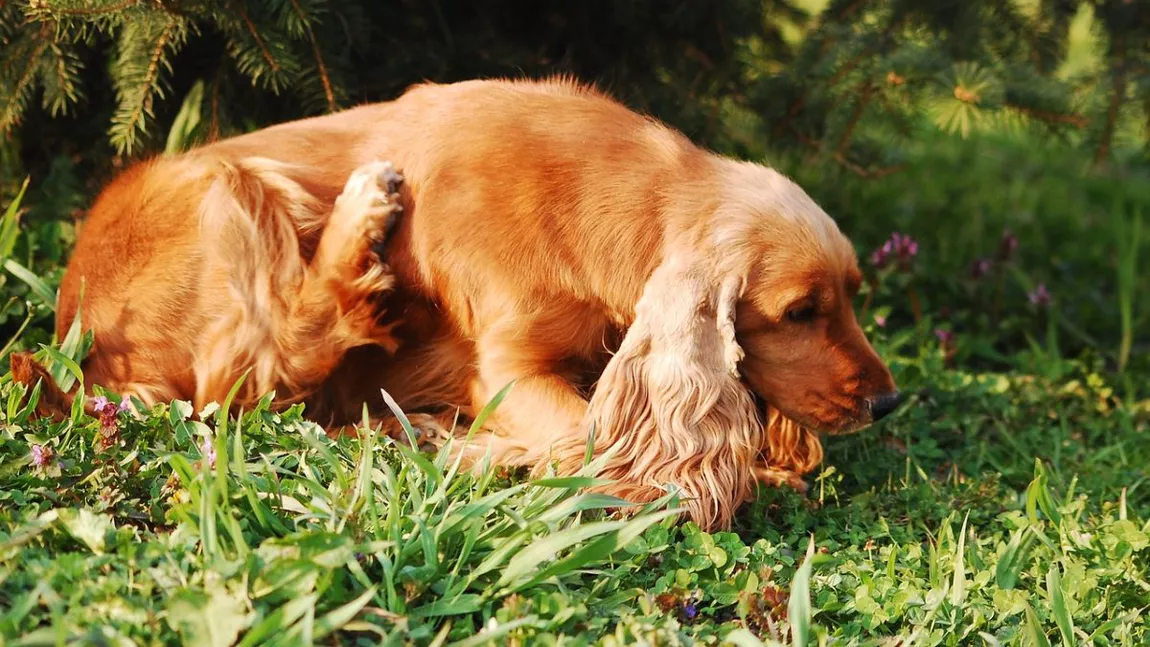 Soluții eficiente pentru purici la câini: Protejează-ți prietenul necuvântător